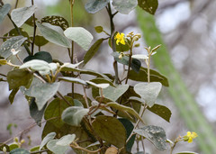 Capparicordis crotonoides