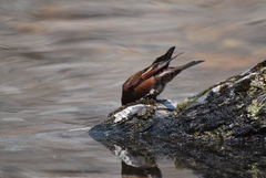 Leucosticte tephrocotis