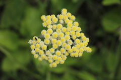 Helichrysum pallidum