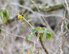 Jatropha nudicaulis