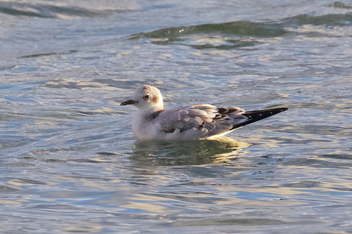 iNaturalist observation 2021-11-03