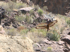 Buteo buteo insularum