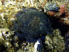 Dendrodoris temarana