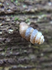 Truncatellina callicratis