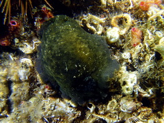 Dendrodoris temarana