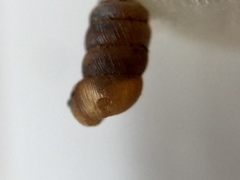 Truncatellina callicratis