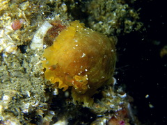 Dendrodoris temarana