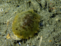 Dendrodoris temarana