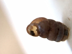 Truncatellina callicratis