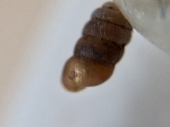 Truncatellina callicratis