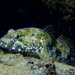Giant Goby - Photo (c) Pascal GIRARD, some rights reserved (CC BY-NC), uploaded by Pascal GIRARD