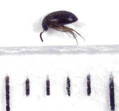 Alsobius