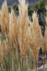 Pseudopentameris macrantha