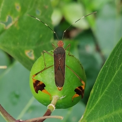 Anisoscelis marginellus