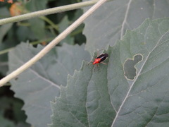 Ganocapsus filiformis