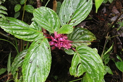 Drymonia turrialvae