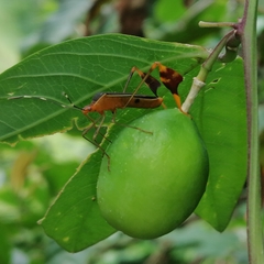Anisoscelis marginellus