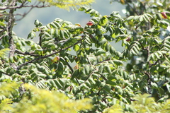 Bursera esparzae