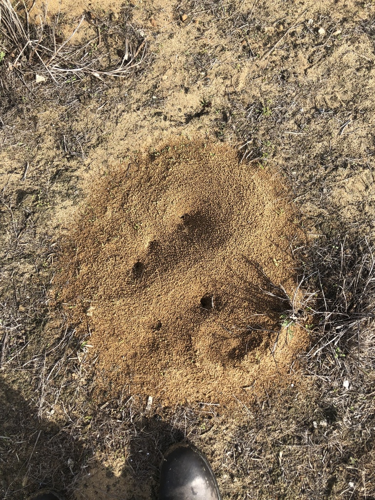 Andre's Harvester Ant from California State University - Monterey Bay ...