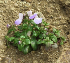Collinsia multicolor