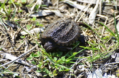 Chelydra serpentina