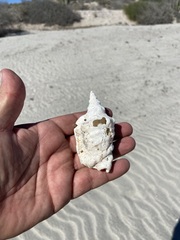 Persististrombus granulatus