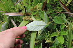 Eriosema umtamvunense