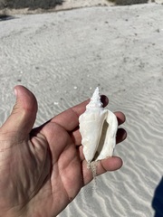 Persististrombus granulatus