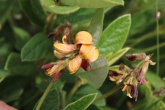 Eriosema umtamvunense