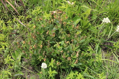 Eriosema umtamvunense