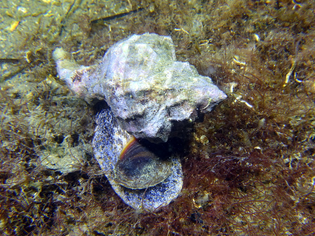 Banded Dye-murex, photo 1 of 7