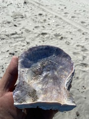 Pteria sterna