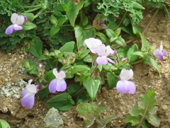 Collinsia multicolor