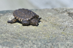 Chelydra serpentina