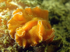 Yungia aurantiaca