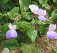 Collinsia multicolor
