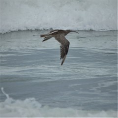 Numenius phaeopus phaeopus