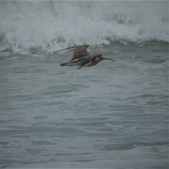Numenius phaeopus phaeopus