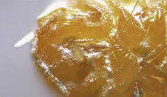 Dysmicoccus brevipes