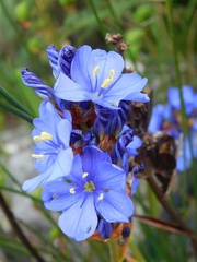 Aristea racemosa