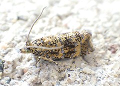 Olethreutes ferrolineana