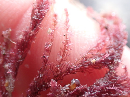 Dasyclonium incisum observed 2021-10-30