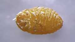 Dysmicoccus brevipes