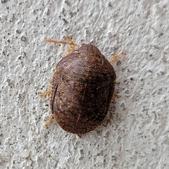 Stethaulax marmorata