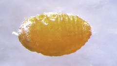 Dysmicoccus brevipes