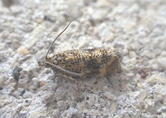 Olethreutes ferrolineana