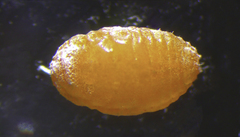 Dysmicoccus brevipes