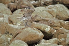 Numenius phaeopus phaeopus