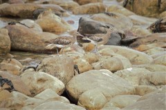 Numenius phaeopus phaeopus