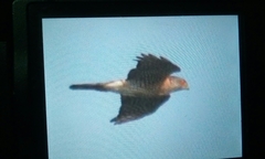 Accipiter virgatus